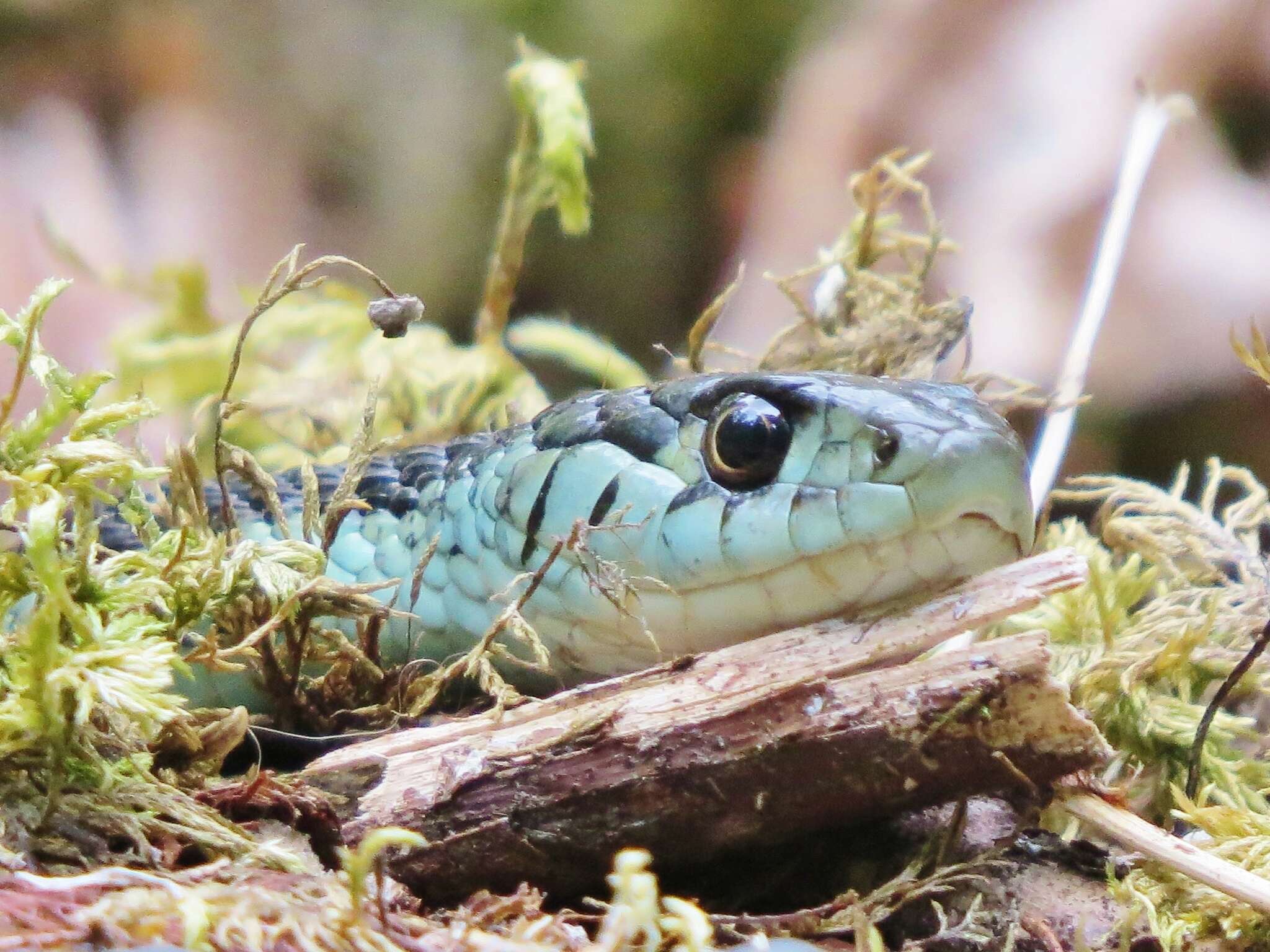 Image of Thamnophis sirtalis pickeringii (Baird & Girard 1853)