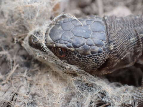 Image of Island Night Lizard