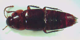 Image of Tachinus (Tachinus) fumipennis (Say 1832)