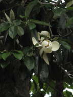 Magnolia tamaulipana Vazquez的圖片