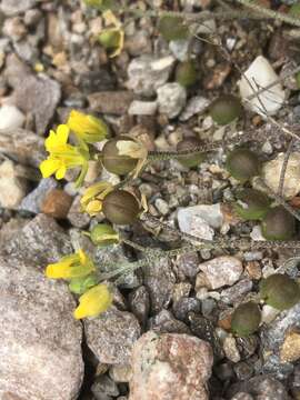 Image of arctic bladderpod