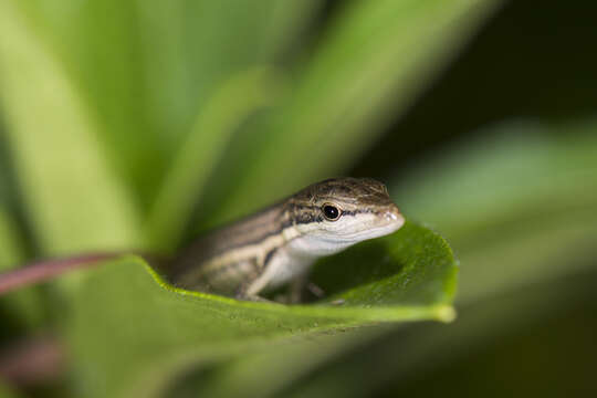 Takydromus viridipunctatus Lue & Lin 2008 resmi