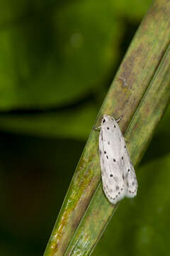 Image of Syntomaula simulatella Walker 1864