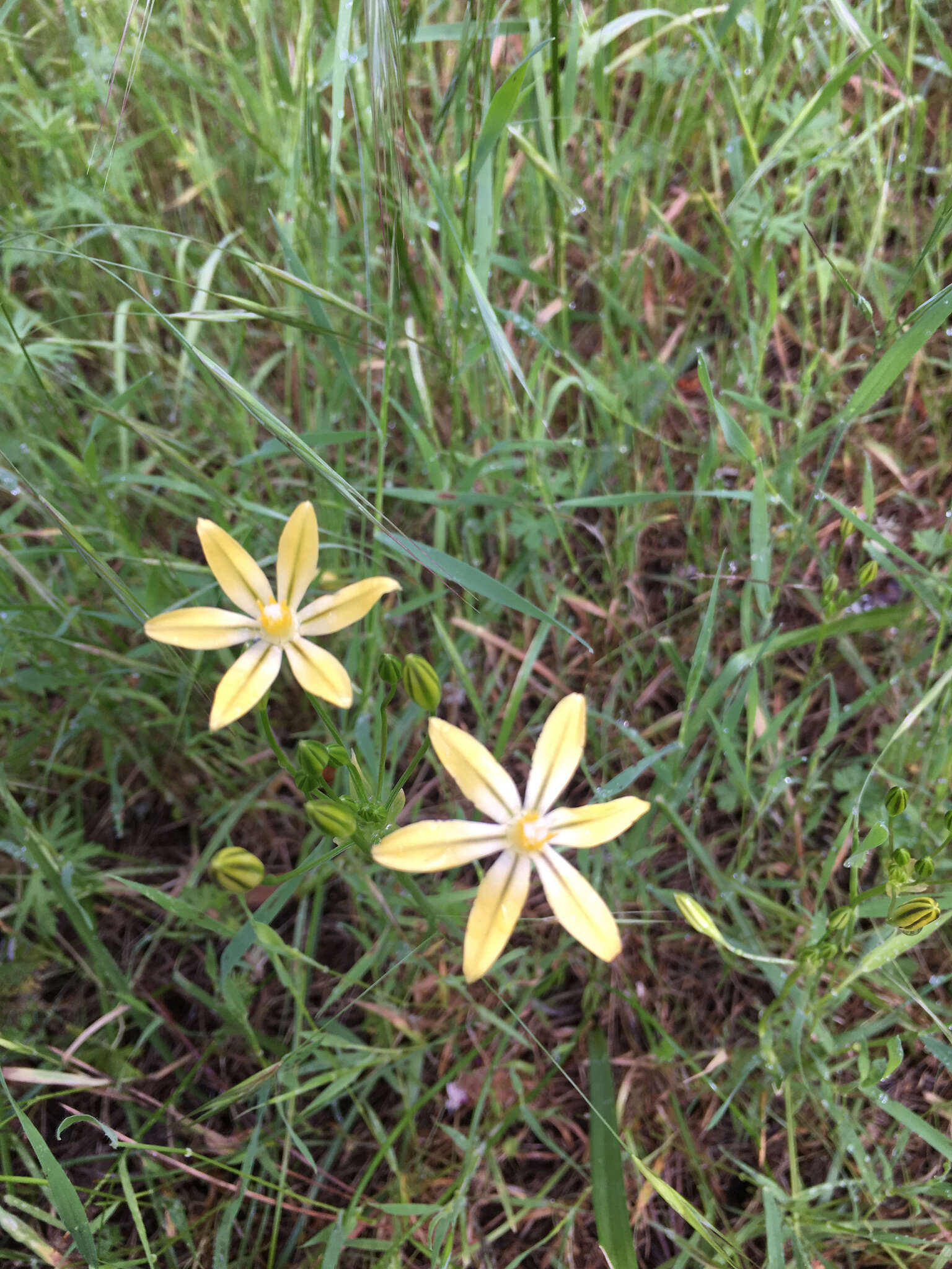 Слика од Triteleia ixioides subsp. scabra (Greene) L. W. Lenz