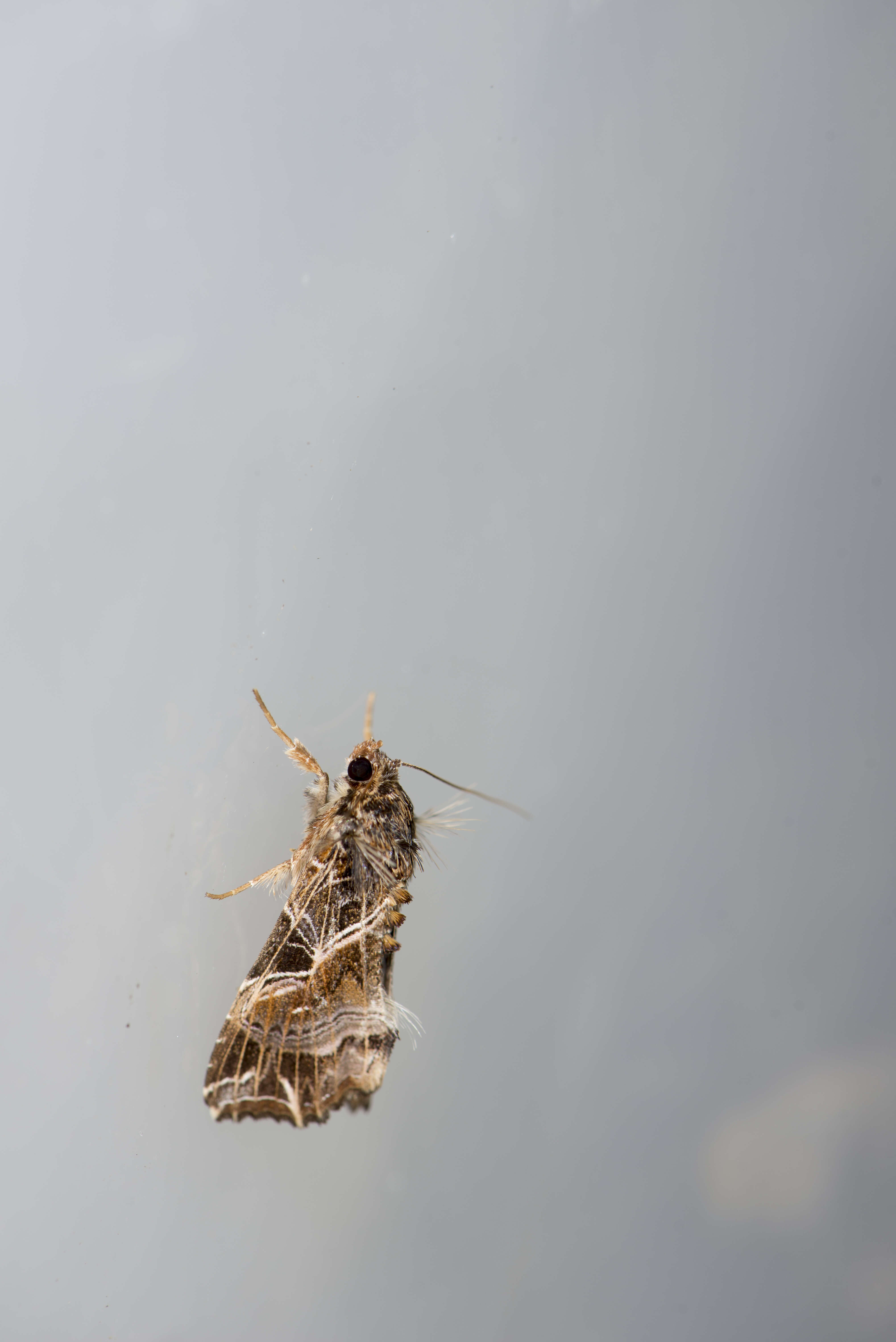 Image of Cutworm