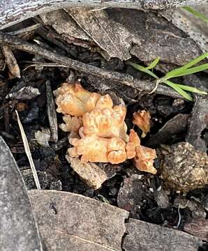 Ramaria capitata Corner 1950的圖片