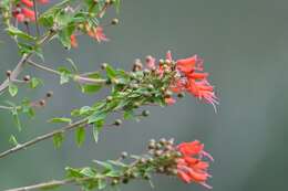 Image de Lopezia grandiflora subsp. macrophylla (Benth.) Plitmann, Raven & Breedlove