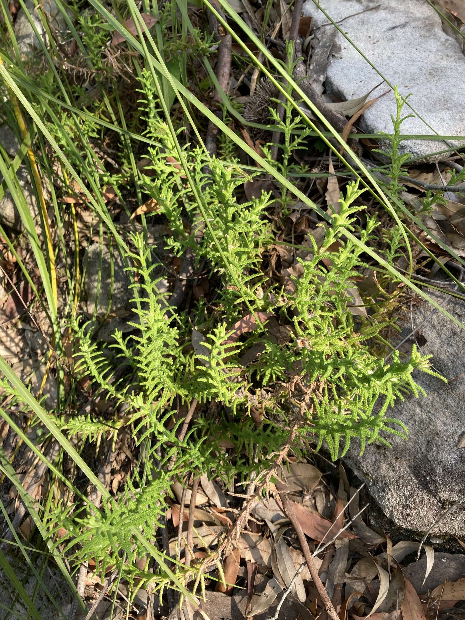 Image of Chloanthes stoechadis R. Br.