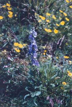 Image of Columbian monkshood