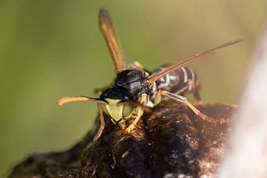 Image of Polistes riparius Sk. Yamane & Soi. Yam. 1987