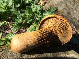 Image of western jack-o'-lantern mushroom