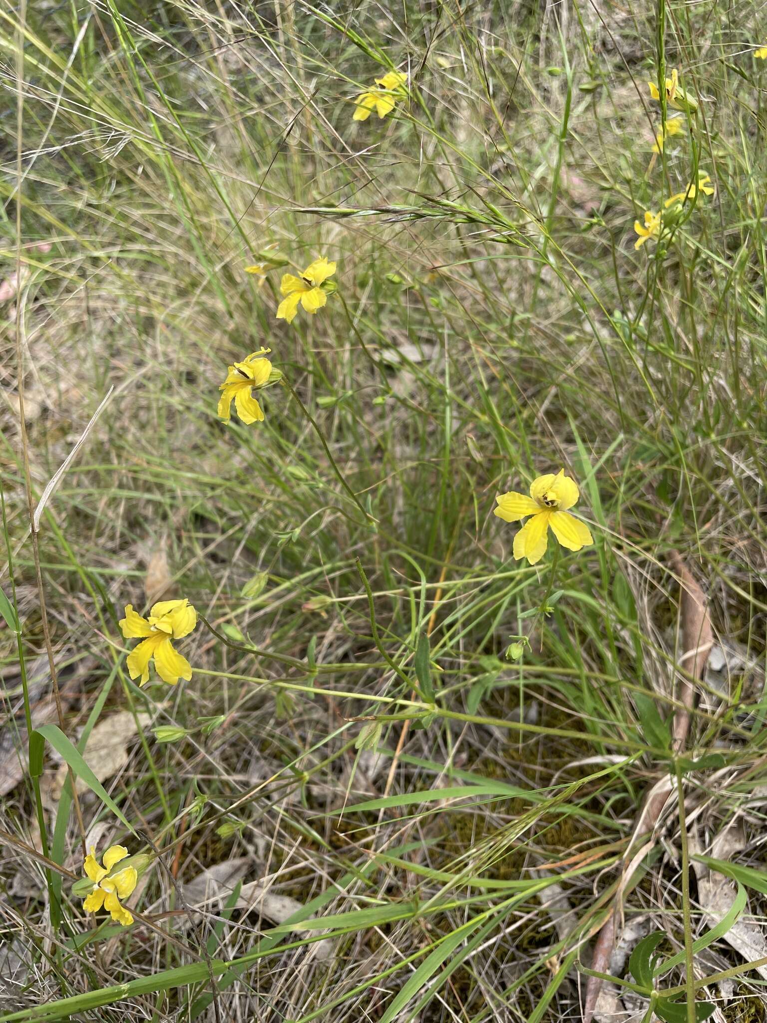 Image of Goodenia paradoxa