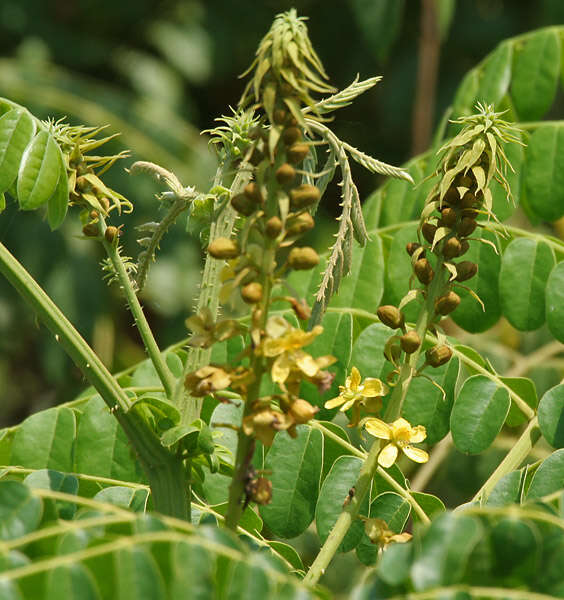 Image of Brown Nickarbean