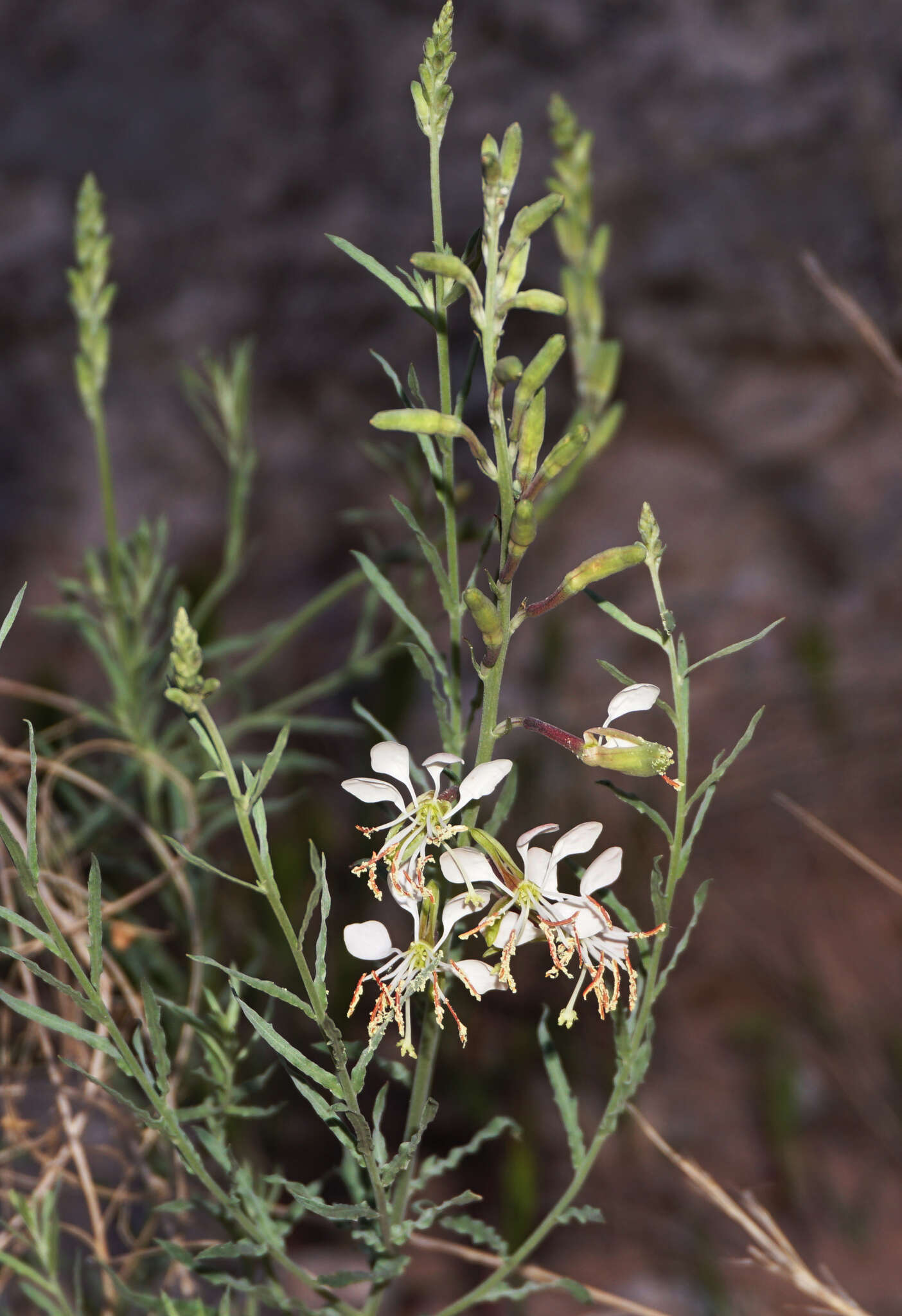 Oenothera suffrutescens (Ser.) W. L. Wagner & Hoch resmi