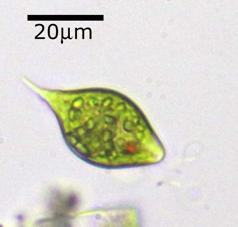 Image of Lepocinclis caudata
