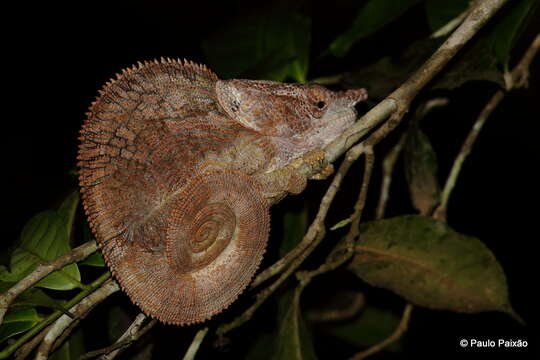 Image of Short-horned Chameleon