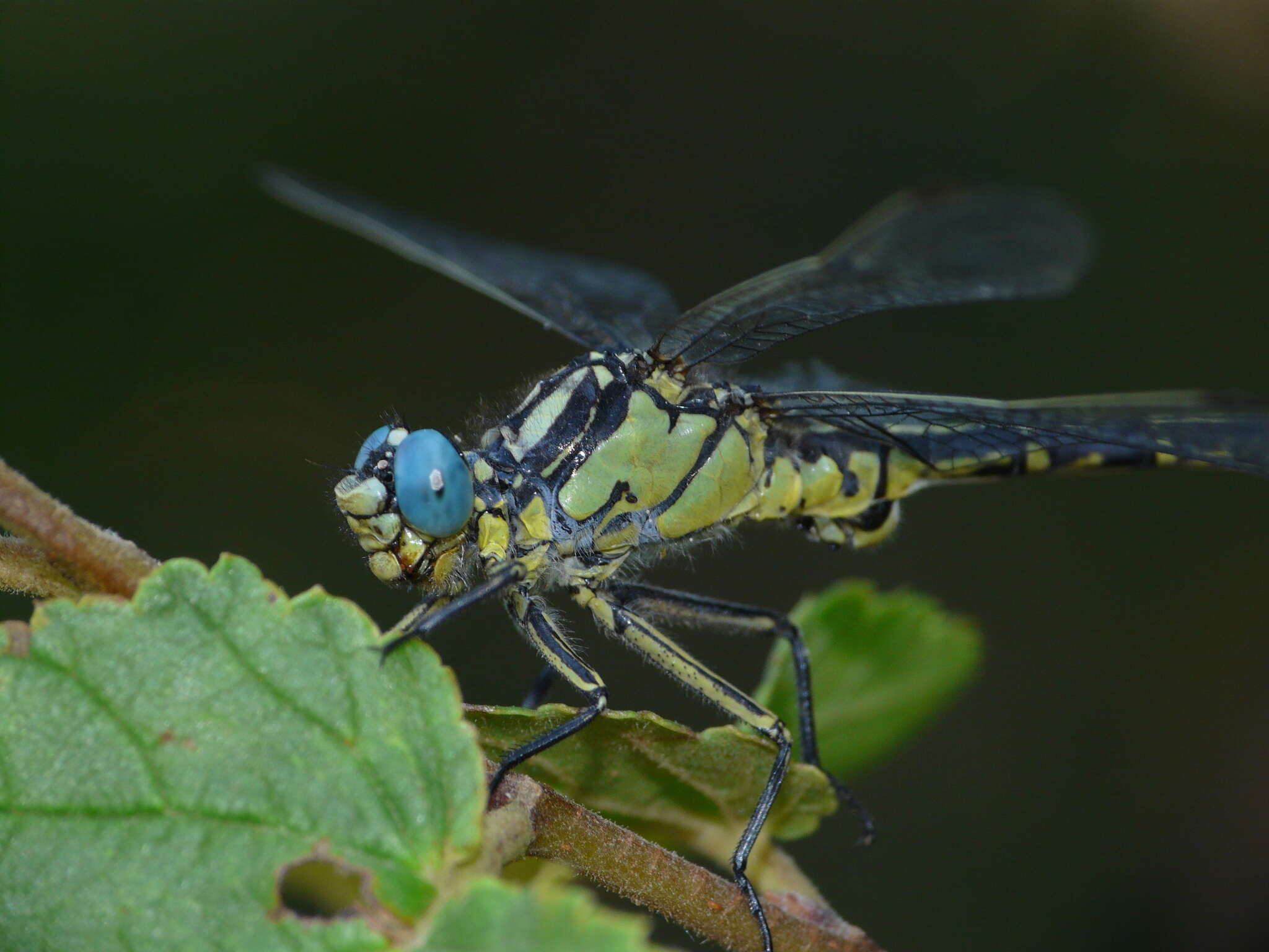 Image of Pronged Clubtail