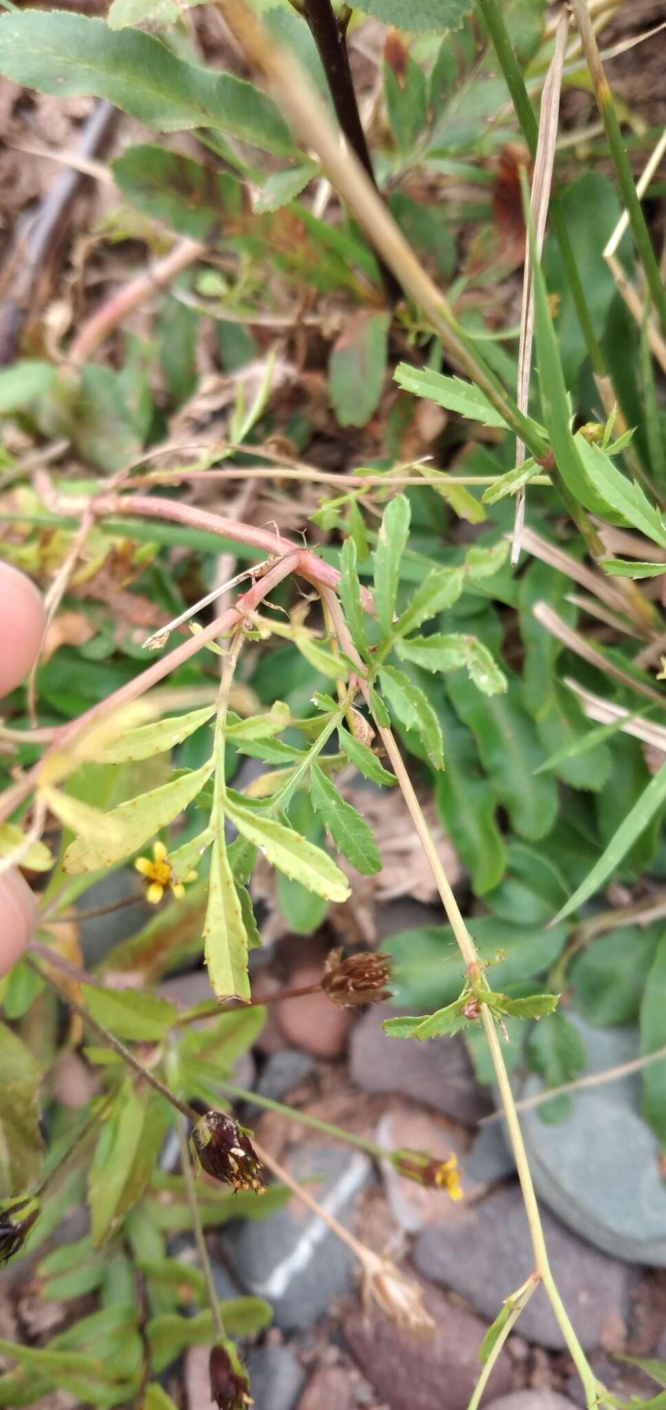 Tagetes laxa Cabrera resmi