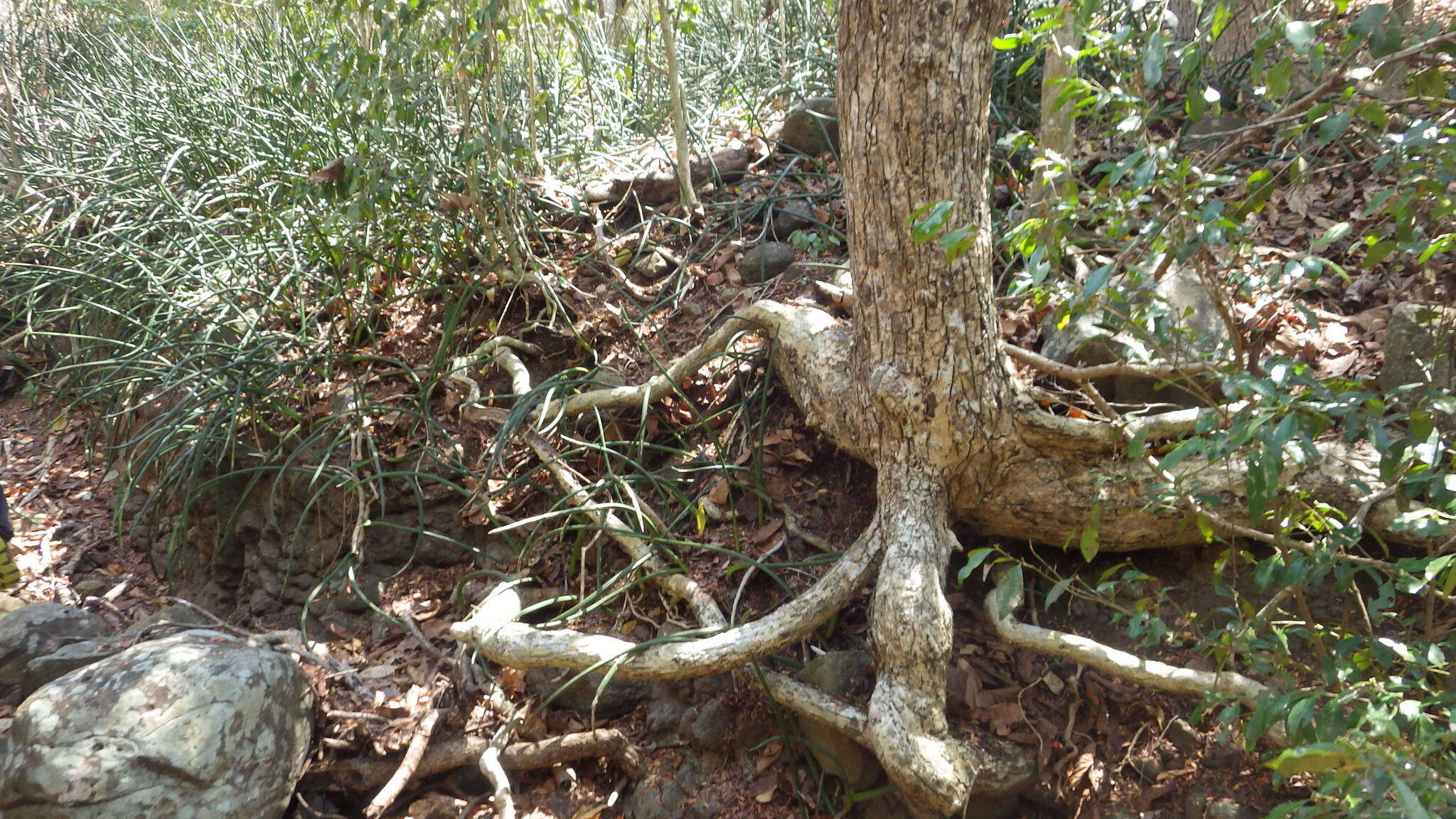 Image of Sansevieria canaliculata Carrière