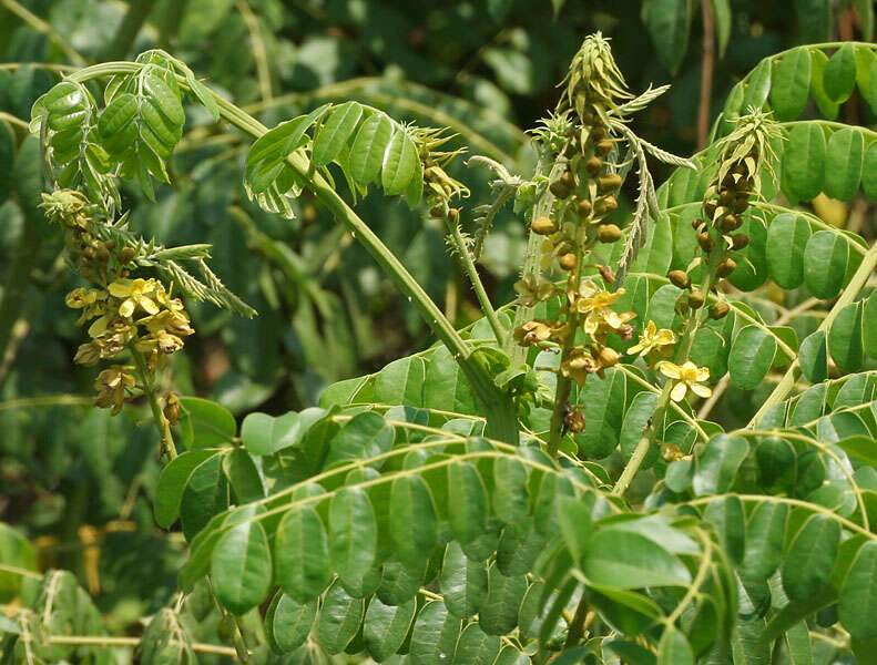 Image of Brown Nickarbean