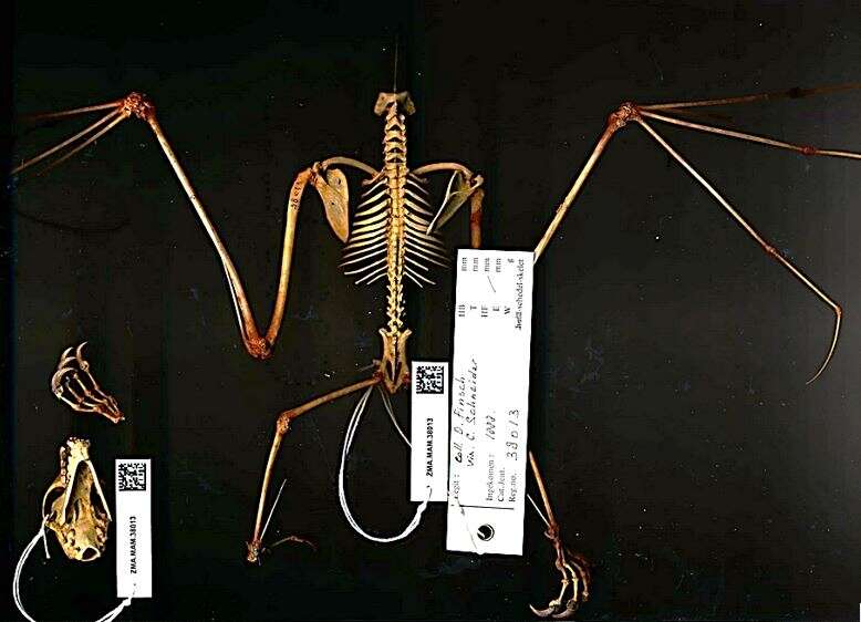 Слика од Pteropus molossinus Temminck 1853