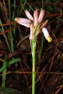 Image of Aloe minima Baker