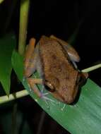 Image of Fort Randolph Robber Frog