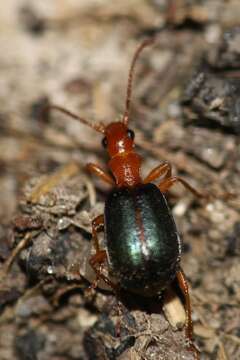 صورة Brachinus (Brachynolomus) explodens Duftschmid 1812