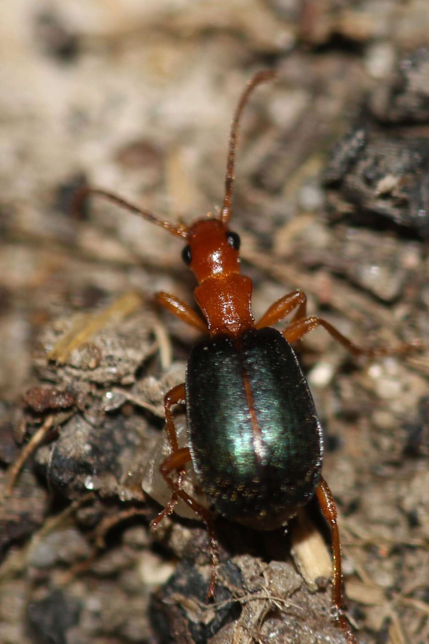 Sivun Brachinus (Brachynolomus) explodens Duftschmid 1812 kuva