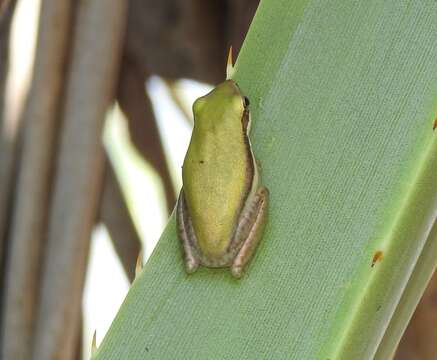 Image of Green Reed Frog