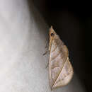 صورة Calyptra orthograpta Butler 1886