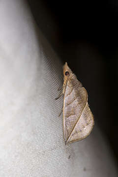 صورة Calyptra orthograpta Butler 1886