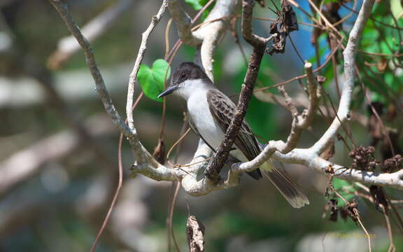 Image of Loggerhead Kingbird