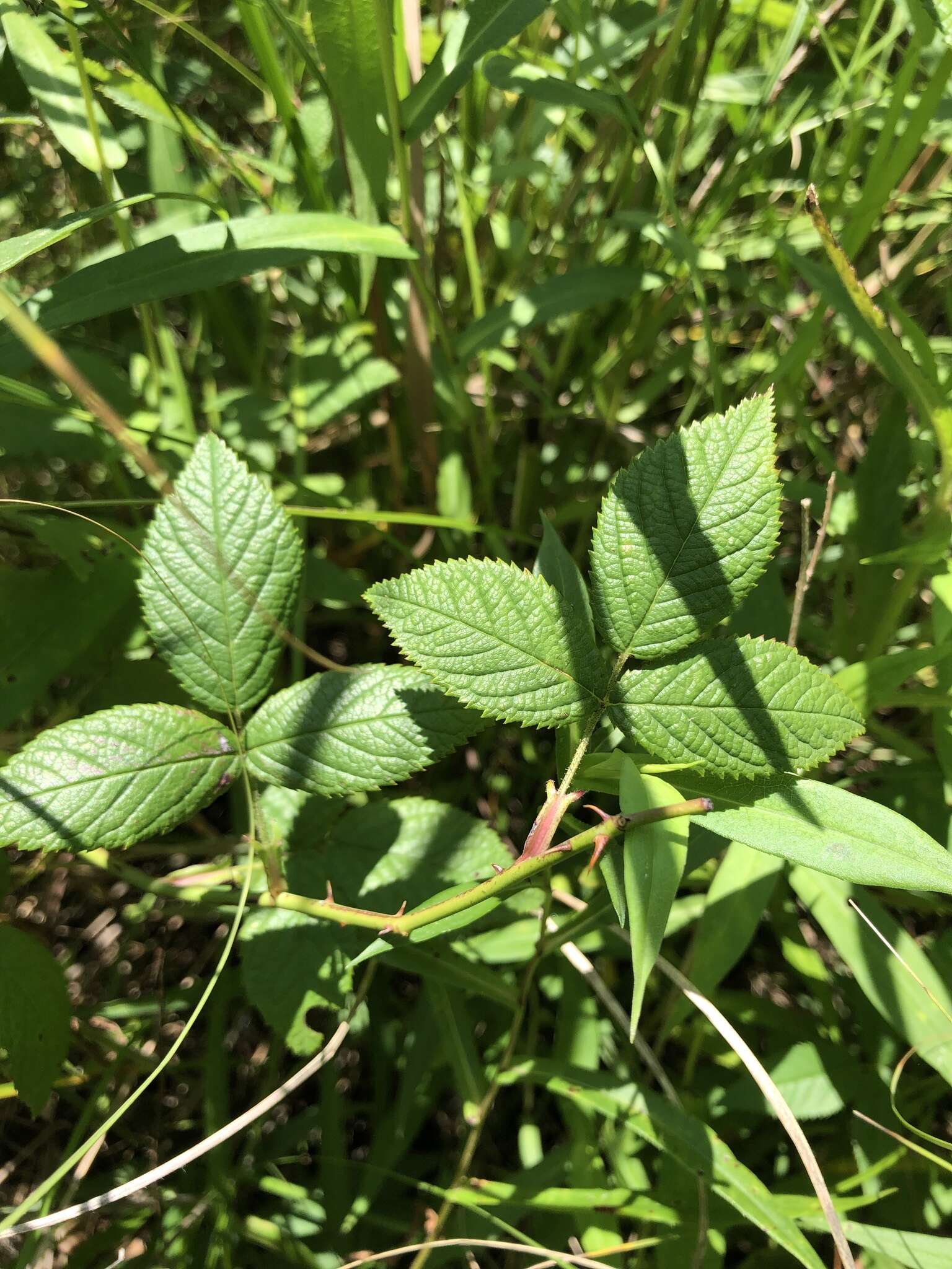 Image of climbing rose