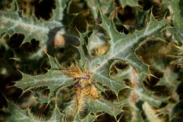 Image of hedgehog pricklypoppy