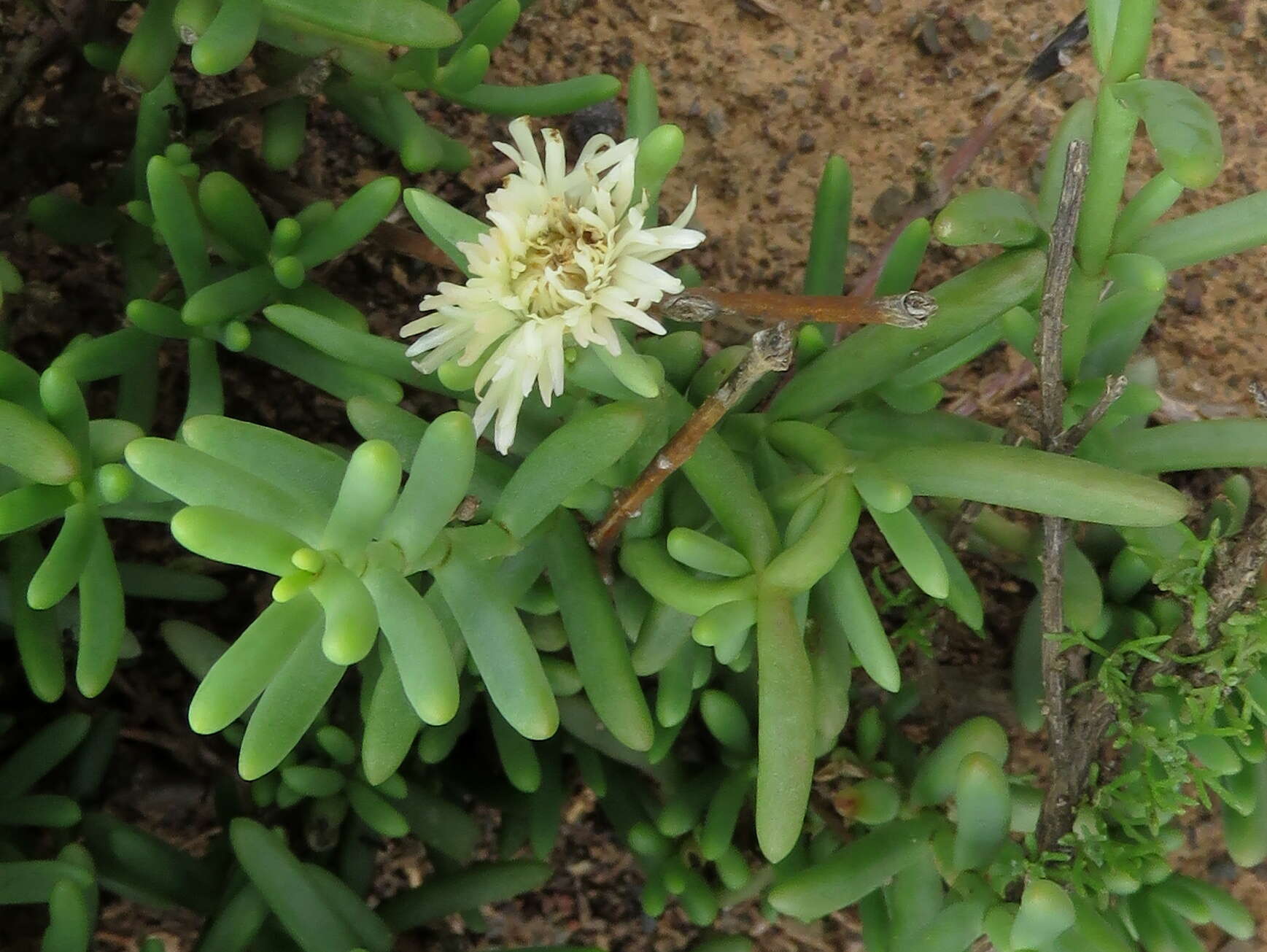 Imagem de Mesembryanthemum splendens subsp. splendens