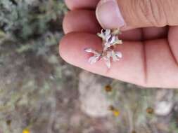 Sivun Astragalus hypoleucus Schau. kuva