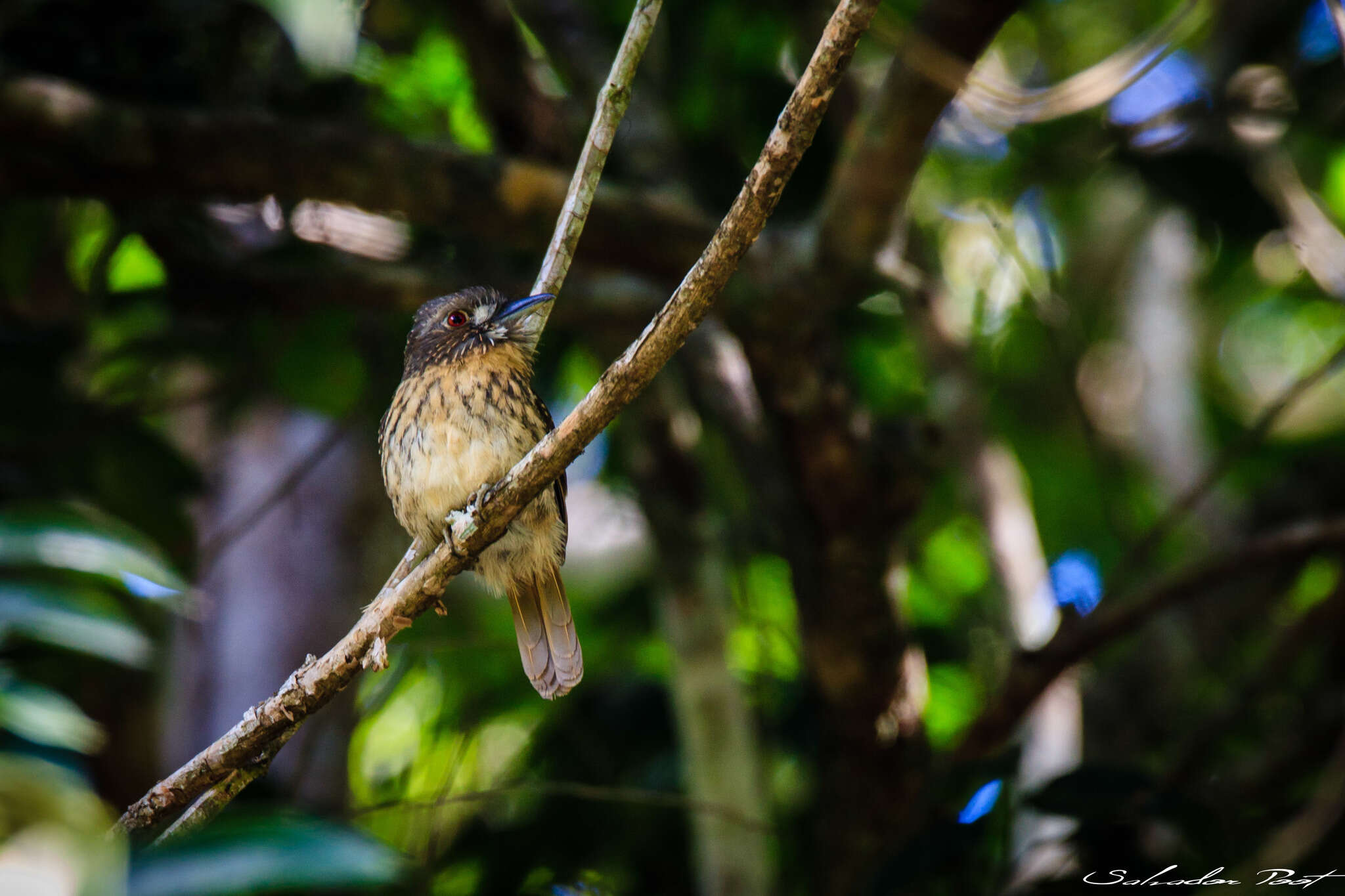 Image of White-whiskered Puffbird