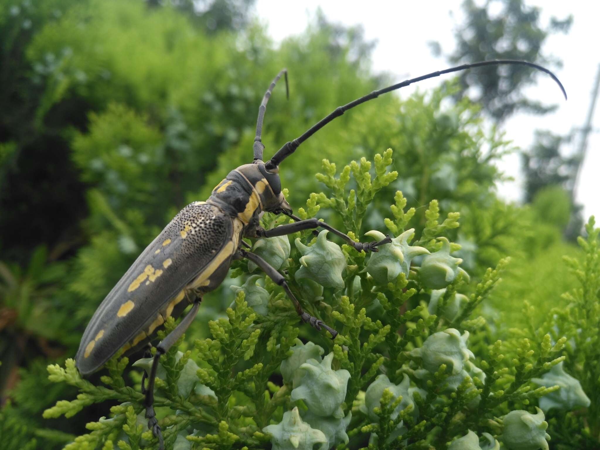 Image of Batocera lineolata Chevrolat 1852