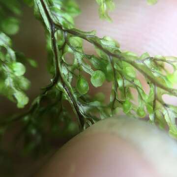 Image of Hymenophyllum inaequale (Poir.) Desv.