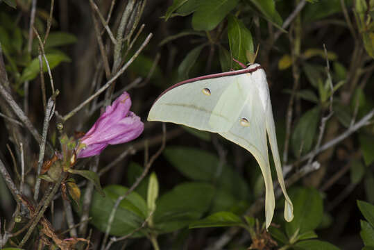 Image of Actias ningpoana Felder & C. 1862