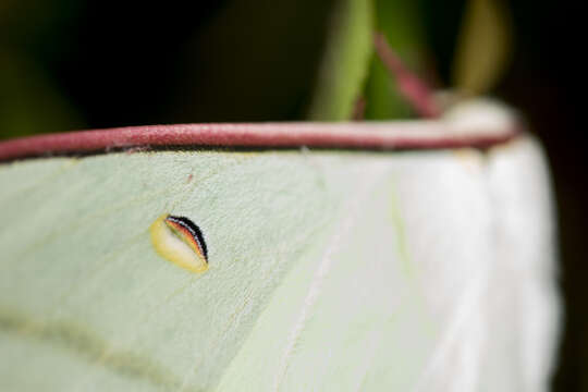 Image of Actias ningpoana Felder & C. 1862