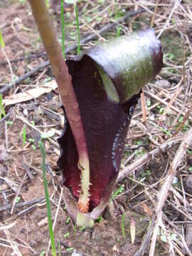 Image of Biarum tenuifolium subsp. arundanum (Boiss. & Reut.) Nyman