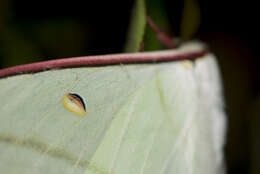 Image de Actias ningpoana Felder & C. 1862