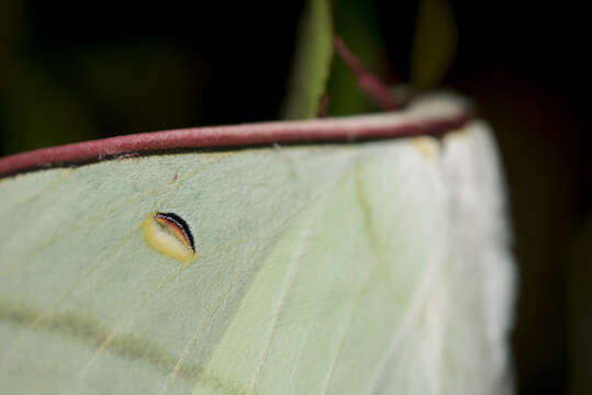 صورة Actias ningpoana Felder & C. 1862