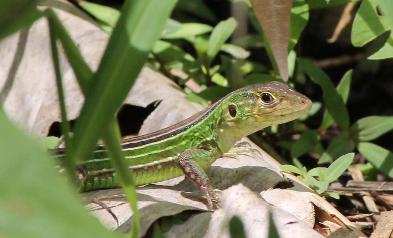 صورة Cnemidophorus cryptus Cole & Dessauer 1993