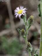 Plancia ëd Lachnophyllum noeanum Boiss.