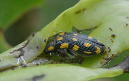 Imagem de Acmaeodera xanthosticta Laporte & Gory 1835