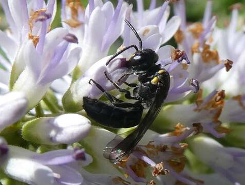 Image of Māori Masked Bee