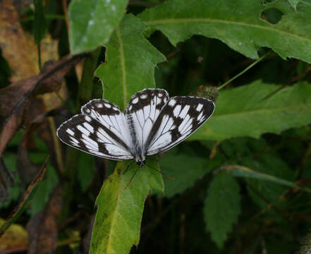 Image of Melanargia halimede Ménétriés 1859